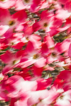 Bright Pink Flowers in a Garden During Spring Season