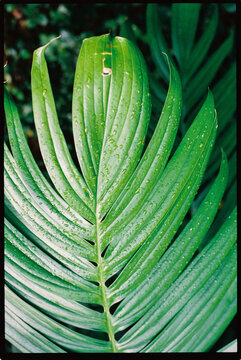 Green palm with water drops 