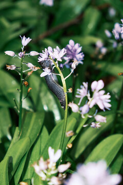Slug climbs a flower stem during spring in a garden