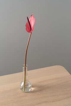 Minimal Anthurium Study on Wooden Surface