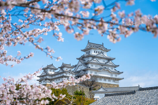 Cherry Blossom Branches Over Himeji Castle