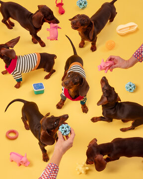 Dachshunds Playing with Toys