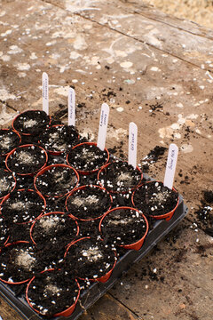 Seedling Pots on a Garden Table 