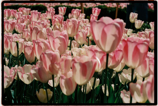 Pink and white tulips in spring garden