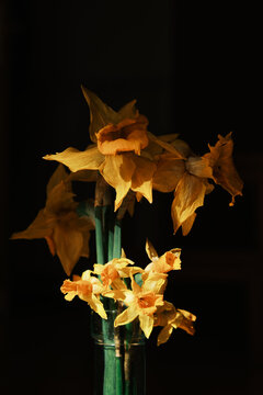 Daffodils in a glass vase placed indoors with sunlight