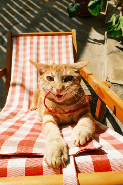 Cat sitting on a red and white striped lounge chair in sunlight