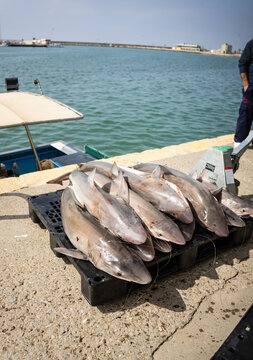 Freshly caught rock salmon ready to be moved to fishmarket