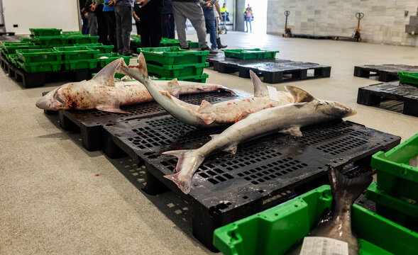 Wholesale fish market