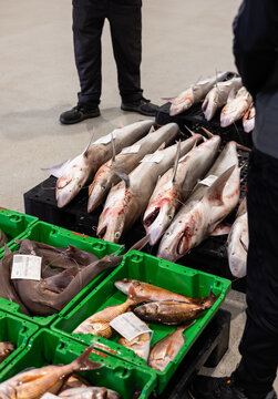 Wholesale fish market
