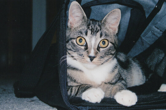 Shot on Film: Cute Cat in Carrier