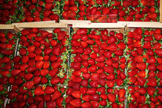 Fresh strawberries in crates