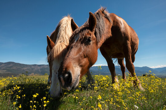 Two horses grazing among wildflowers from ground level