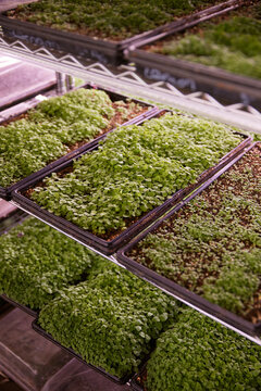 Fresh greens growing in trays in a microgreens indoor garden facility