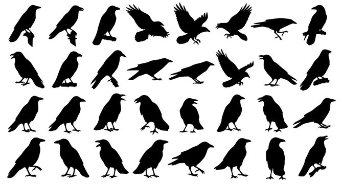 Black crow and raven silhouette set with flying perched and standing bird vector collection