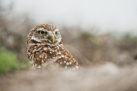 Burrowing owl looking alert in everglades national park