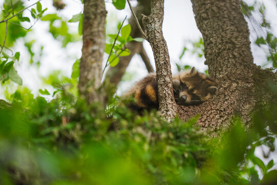 Raccoon sleeping in tree in everglades national park