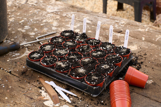 Seed Planting Activity on a Table in a Garden Setting