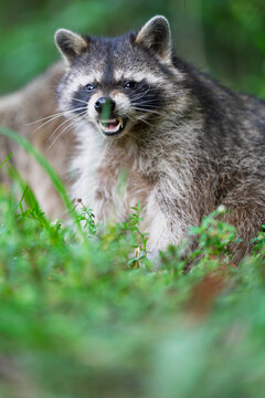 Raccoon snarling showing teeth in everglades national park