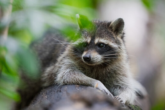 Raccoon resting on log in everglades national park