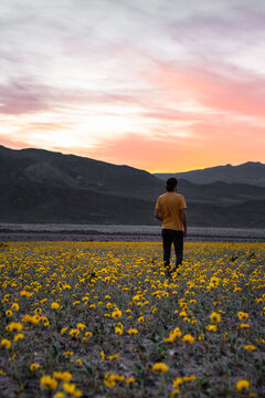  Man Among Desert Wildflowers at Sunset
