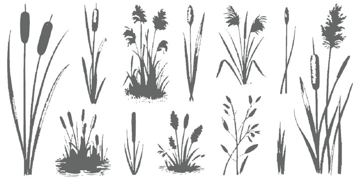 Hand drawn wild reeds and cattails black and white silhouette set nature vector illustration graphic design.
