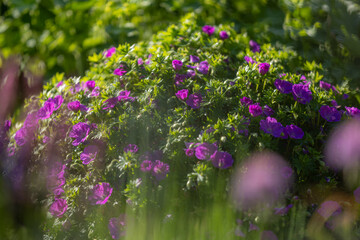 Obraz premium Purple geranium flowers blooming in a vibrant garden