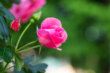 Fototapeta premium Beautiful pink rose bud blooming beautifully in a lush green garden