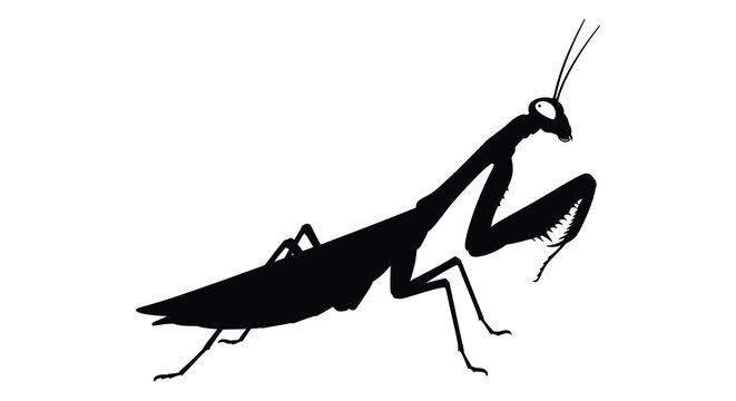 Praying mantis silhouette against a white background
