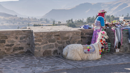 A white fluffy llama lies on the sidewalk. The animal is decorated with colorful pompoms and a horse blanket. Next to it is a woman in traditional Peruvian clothes. Souvenirs for sale are laid out.    © Вера 