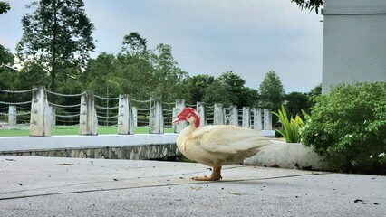 White Muscovy Duck with Red Caruncles Standing on Concrete Path in Public Urban Park, Waterfowl Close-up © Irfan
