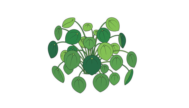A vibrant Pilea plant with distinct, round, coin-shaped leaves radiates from the center, creating a unique, geometric, textured silhouette.