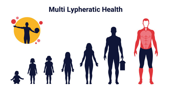 Infographic titled multi lypheratic health showing human growth stages from infancy to adulthood with anatomical highlights on a male figure.