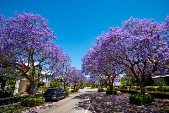 Jacaranda Tree Blossom in Subiaco Suburb - Western Australia