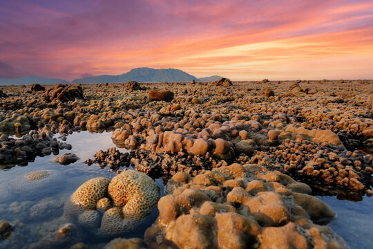 View of different types of brain or horn corals during strong low tide on a tropical coastline in the evening during a beautiful sunset and orange clouds in the sky