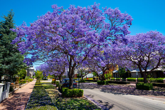 Jacaranda Tree Blossom in Subiaco Suburb - Western Australia