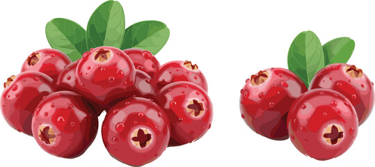 Fresh cranberry berry collection with green leaves isolated realistic botanical fruit vector illustration design © Prodip