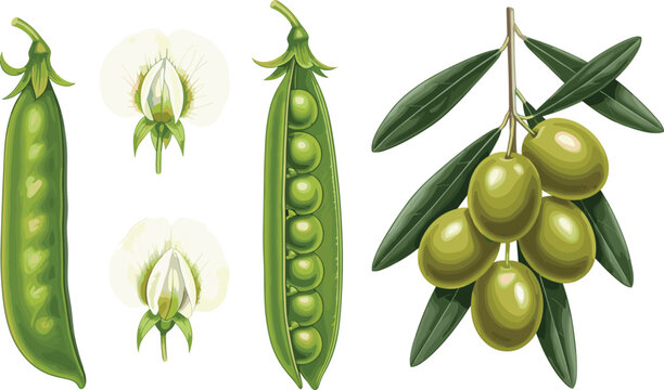 Fresh green pea pods with blossoms and olive branch isolated realistic botanical food vector illustration