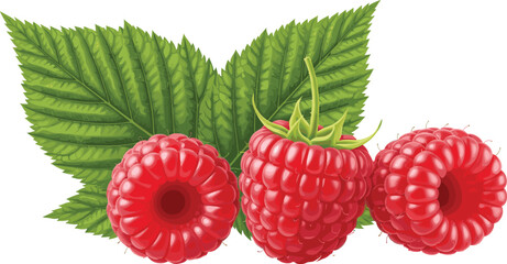 Fresh raspberry fruit collection with green leaves isolated realistic botanical berry vector illustration design © Prodip
