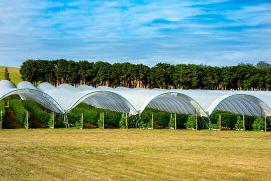 Raspberries Plantation in Poly Tunnels