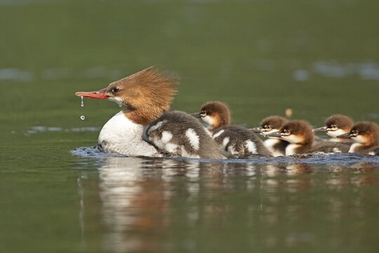 Common mergansers (mergus merganser), female swimming and carrying babies on her back, La Mauricie national park, province of Quebec, Canada,