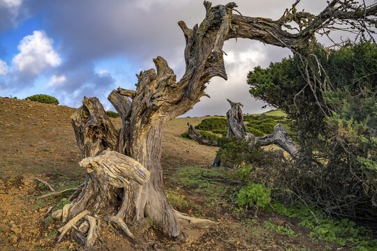 Juniper tree Sabina shaped by the wind near El Sabinar, El Hierro, Canary Islands, Spain