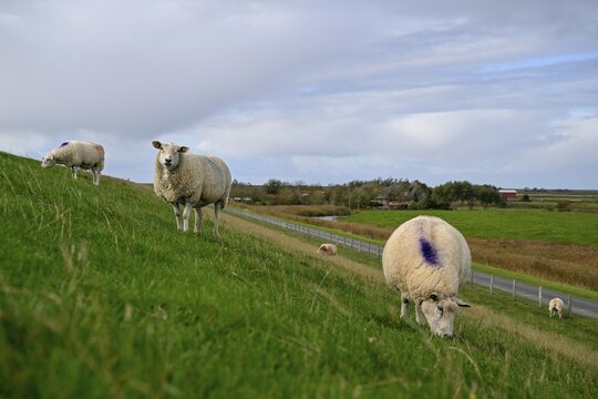 Sheep on a dyke, Pellworm Island, Schleswig-Holstein Wadden Sea National Park, North Frisia, Germany