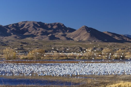 Snow Geese (Anser caerulescens atlanticus, Chen caerulescens) wintering in the Bosque del Apache Wildlife Refuge, New Mexico, USA