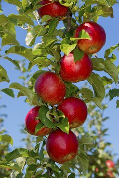 Ripe red apples on the tree, Bukovany, Kyjov, South Moravian Region, Czech Republic