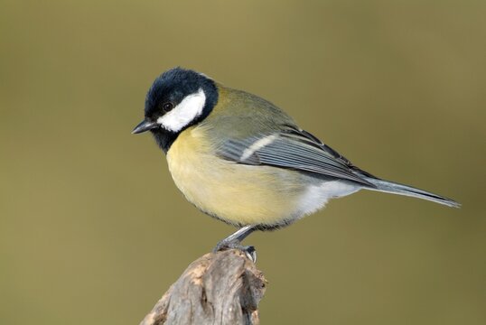 Great Tit (Parus major), Schwaz, Tyrol, Austria, Europe
