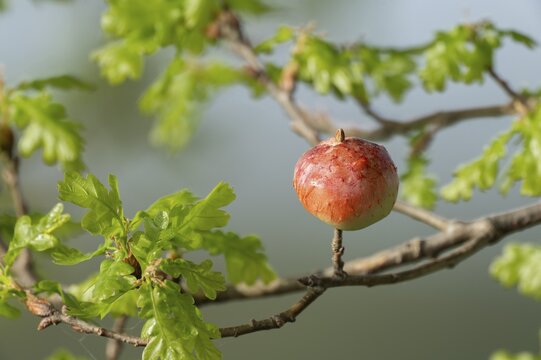 Gall, gall apple on oak (Quercus), Common oak gall wasp (Cynips quercusfolii), Lower Saxony, Germany