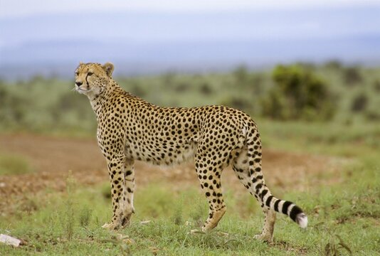 Cheetah, Masai Mara National Reserve, Kenya, Africa