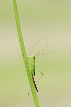 Long-winged conehead (Conocephalus fuscus), female nymph, North Rhine-Westphalia, Germany
