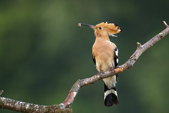 Hoopoe (Upupa epops) sits on a branch, has food in his beak, Tyrol, Austria