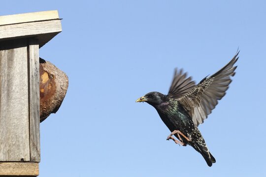 Starling (Sturnus vulgaris) flies to the nesting box in the garden with food in its beak, Allg&auml;u, Bavaria, Germany, Allg&auml;u, Bavaria, Germany
